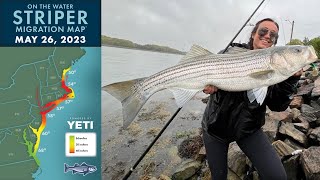 Striper Migration Report  May 26 2023 [upl. by Arua]