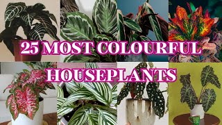 Beautiful Plants For Home  Plants With Colourful Leaves to Brighten Your Home [upl. by Howlyn]