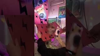 Oh My God😰Wait For End😳Bro went Viral Without Doing Nothing😂viral dog animals usa tiktok [upl. by Pinkerton]