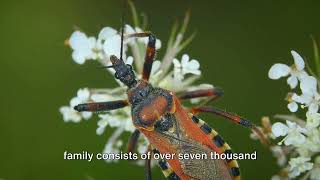 Assassin Bugs A Deadly History [upl. by Ahsiuqat]