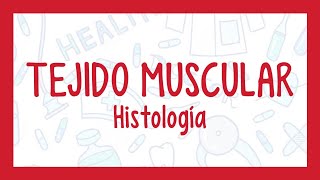 TEJIDO MUSCULAR  ¡Fácil explicación Histología [upl. by Yand]