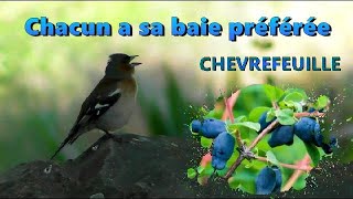 Quelles sont les baies préférées de certains Oiseaux  4 chants dOiseaux [upl. by Leduar]