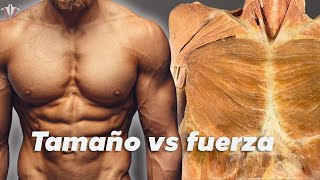 Fuerza vs hipertrofia la ciencia detrás del desarrollo muscular [upl. by Eneladgam700]