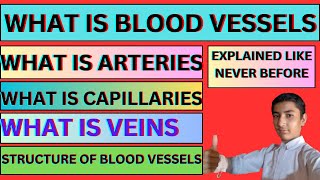 What Is Blood Vessels Arteries Veins Capillaries Structure of Blood Vessels Genius Students 01 [upl. by Aikin]