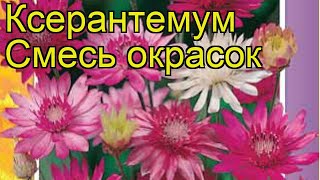 Ксерантемум Смесь окрасок Краткий обзор описание характеристик xeranthemum Smes okrasok [upl. by Dymoke506]