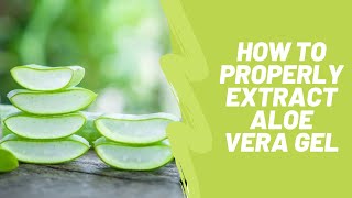 How to PROPERLY extract Aloe Vera Gel [upl. by Lihas]