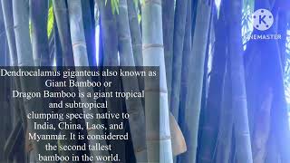 North East bamboo and agroforestry address assam nagaon district contact 9954299863 [upl. by Vinna]