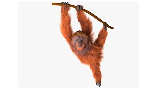 Freeks wilde wereld De orang oetan [upl. by Sherwood]