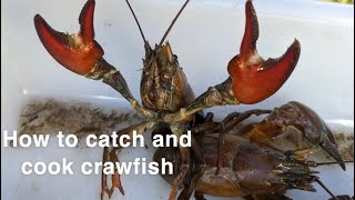 best way to catch and cook crayfish uk [upl. by Phelps679]