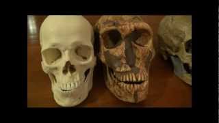 NeanderthalHuman Skull Comparison and Neanderthal Documentary [upl. by Pomona]