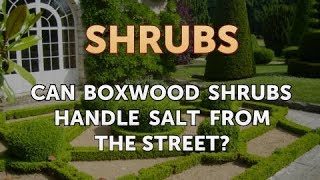 Can Boxwood Shrubs Handle Salt From the Street [upl. by Urissa]