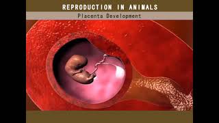 BIOLOGY FORM 3 Placenta Development [upl. by Haleemaj269]