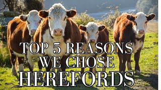 Top 5 Reasons We Chose Hereford Cattle for the Homestead [upl. by Akemhs]