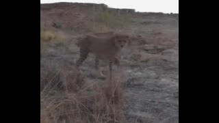 2 Cheetah walkthrough at Mabula Gnu Pan [upl. by Nan]