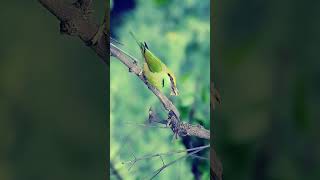 Green BeeEater feeding on a Butterfly birds hunting birdphotography [upl. by Raddi]