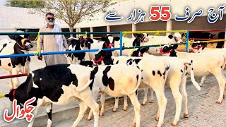 Discover CHAKWALs Finest Heifers in Pakistan HF Heifers [upl. by Leann]