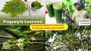 Emerging Benefits and Uses of Papaya Leaf and Flower [upl. by Crelin]