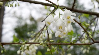 Carolina silverbell Halesia tetraptera  Plant Identification [upl. by Ethel]