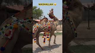 MASHALLAH reels viral shorts short trending shortvideo viralvideo video shoqeen news cow [upl. by Ennahtur335]