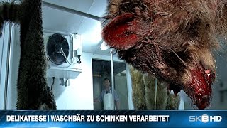 DELIKATESSE  WASCHBÄR ZU SCHINKEN VERARBEITET [upl. by Ynneb]