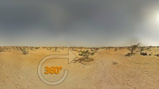 🏜️ Frankincense trees in the desert of Oman  Oman 360° [upl. by Gwendolin]