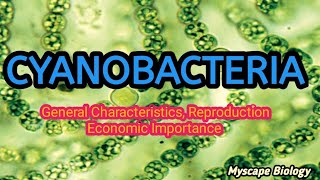 Cyanobacteria  Structure Characteristics amp Reproduction  BSMSBotany  Urdu amp Hindi [upl. by Llet352]