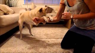 20 Fun Tricks  Norwegian Buhund [upl. by Tahpos]