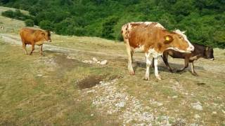 Nevesinje Krekovi nekropola Kalufi i naravno roštilj [upl. by Annhej]