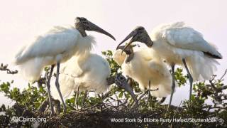 Wood Stork Nesting Colony Sounds [upl. by Samson]