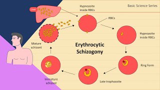 Erythrocytic schizogony  Plasmodium Life Cycle  Basic Science Series [upl. by Tnahs306]