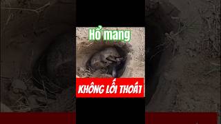 🐍 rắn hổ mang không còn lối thoát cobra wildlife short [upl. by Mick568]