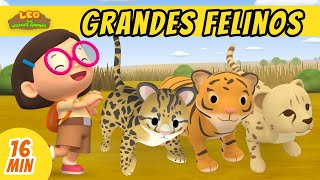 Grandes Felinos Episodio Compilación Español  Leo El Explorador  Animación  Familia  Niños [upl. by Gitlow]