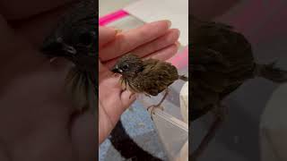 3032024 rescue baby spice finch baby Pipip [upl. by Babby720]