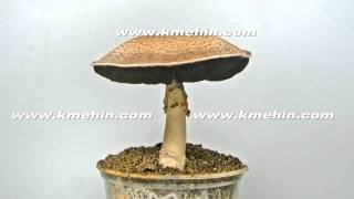 The culinary medicinal Royal Sun Agaricus mushroom time lapse httpwww360edencomkmehin [upl. by Phaedra18]