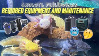 Axolotl Required Equipment and Maintenance Care Guide  Axolotl Philippines [upl. by Naesar656]