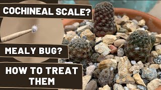 How to Treat a Cactus with Cochineal ScaleMealybugs [upl. by Demha381]