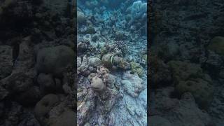 The Moorish idol swims freely through the coral reef coralreef moorish [upl. by Euqinue]