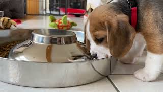 Beagle Puppies at 5 Weeks Old are CUTE [upl. by Andrel]