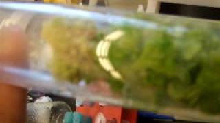 Plant Tissue Culture [upl. by Samale]