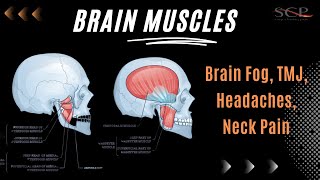 Brain Muscles Easing Tension for Better Brains [upl. by Nirehtak]