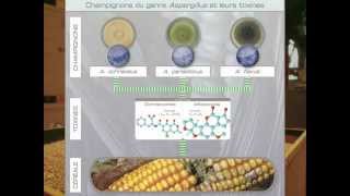 Mycotoxines des céréales  quelles mycotoxines  quelles recherches [upl. by Ewan]