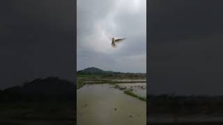 new kabutar tining funny birds tinning videos [upl. by Binah]