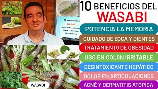 10 BENEFICIOS del🪴WASABI🪴Aumenta la MEMORIA😮⚙️útil en OBESIDAD💪HÍGADO OSTEOPOROSIS🦴CÁNCER👏ACNÉ❤️ [upl. by Naiva]