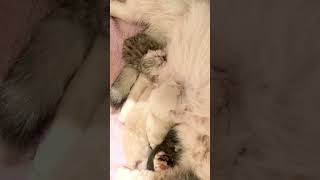 Newborn Kittens Of Cat Kylie britishcat cat kitten kyliecatkittens cute kitty catlover pets [upl. by Jsandye842]