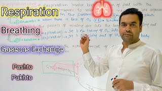 Respiration  Biology  Class 2nd Year  Dr Mushtaq Pashto Lectures [upl. by Lorianna]