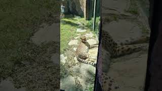 Leopardo parque busch Gardens [upl. by Prudence]