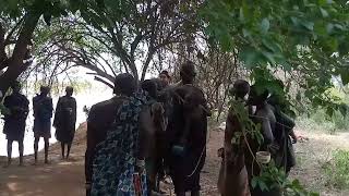 Surma tribe group dance africantribe [upl. by Akeihsal]