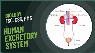 Human Excretory SystemHuman excretory system class 12Human excretory system diagram [upl. by Jaban769]