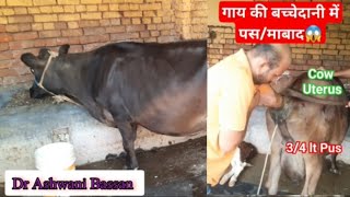 💥Pyometra in Cow 👉Symptoms amp Treatment👌Artificial insemination in same cattle  Dr Ashwani Bassan [upl. by Barcus53]