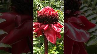 Torch Ginger flower in my backyard Hawaii  Big Island Hawaii Homes bigislandhawaii [upl. by Meehsar140]